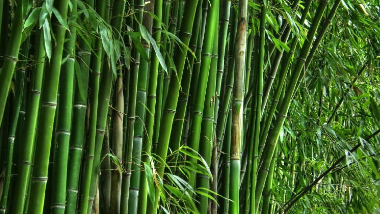 National Bamboo Mission: Rs 10 crore Annual Action Plan -2022-23 proposed for J&K
